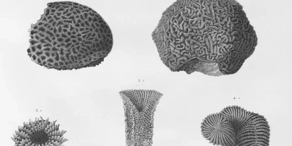 The Semantic Layer of Scale